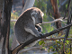 Lägga Koala pussel