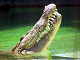 Online krokodil medel pussel
