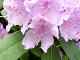 Lgga Rhododendron pussel