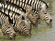 Lägga Zebra pussel