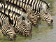 Online zebra ltt pussel gratis